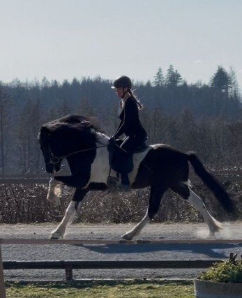 Galopp Homepage