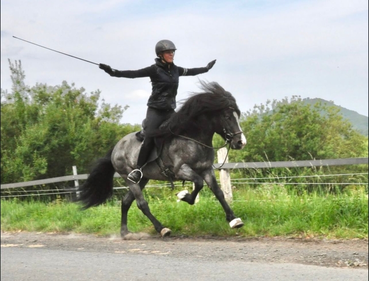 galopp frei